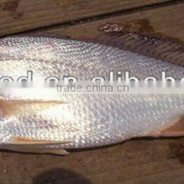 Silver Croaker