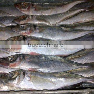 high quality horse mackerel for sale