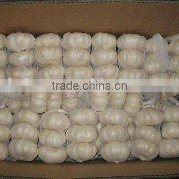 Pure White Garlic