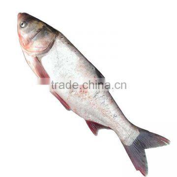 Frozen Silver Carp / White Carp