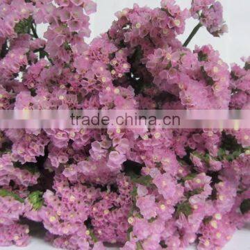 Most popular hot selling fresh cut myosotis flower for wholesale