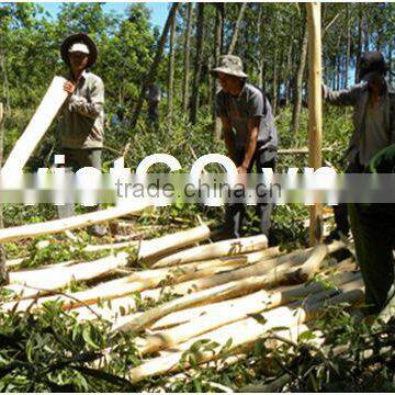 Selling Vietnam Good Price Acacia Wood