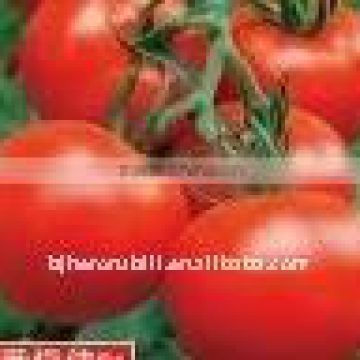 tomato paste