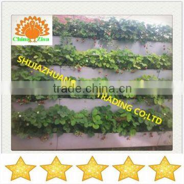 Agricultural Equipment Plant Stand in Greenhouse photo-3