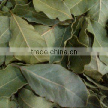 Laurel Leaf best Bright Natural Green Color