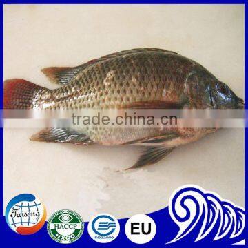 Tilapia Good quality, cheap price