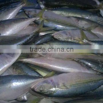 FROZEN INDIAN MACKEREL WHOLE ROUND NORTH IN VIETNAM photo-2