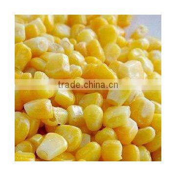 buyer yellow corn maize