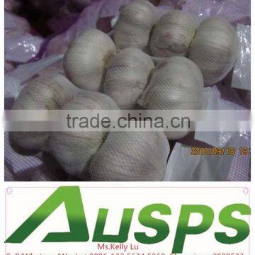 high quality agriculture wholesale china natural garlic offer