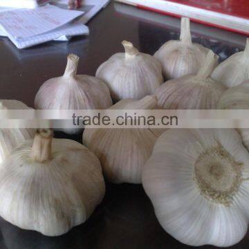 WHITE GARLIC FROM VIETNAM (SKYPE: VISIMEX10) photo-3