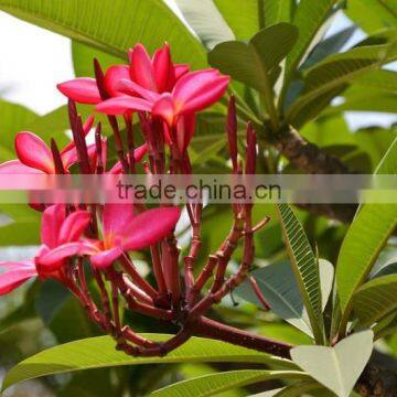Red Flower Plumeria Rubra L. Cv. Acutifolia