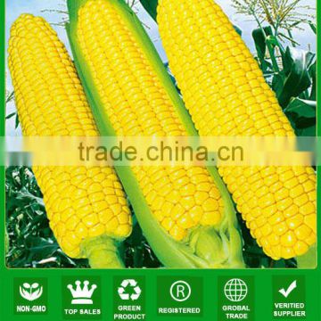 ACO011 Yumi yellow skin f1 hybrid super sweet corn seeds