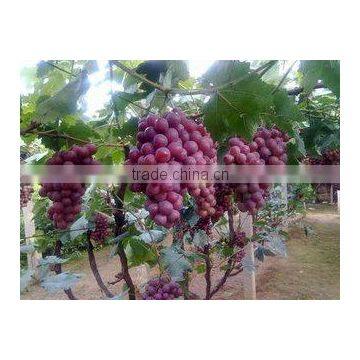 Nitrogenous Manure, N46 Urea Agricultural Grade photo-4