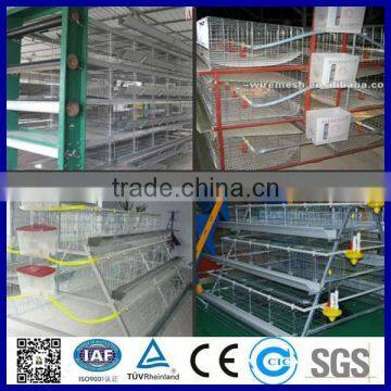 Automatic A type chicken layer cage