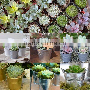 Mini Metal Succulent Plant Flowerpot Bucket Style