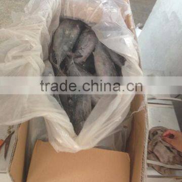 Hot Sale Whole Round Seafrozen High Quality Bonito Tuna photo-3
