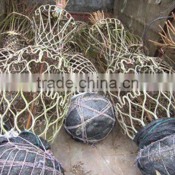 Lagerstroemia Indica Tree Different Shape Downloading photo-5