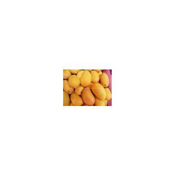 Mango Juice Powder- Flavonoids