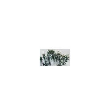 Huperzine Serrate Extract