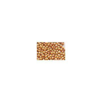 Soy bean Extract 40% Isoflavines