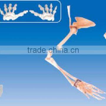 The model of arm bone ,scapul and clavicle