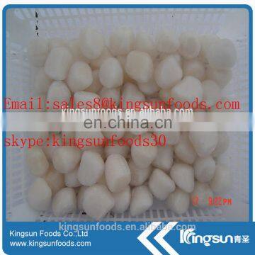 Frozen Scallop For American With Sea Scallop/bay Scallop