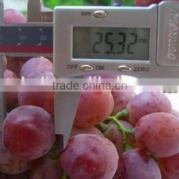 2016 Red Global Grapes/cheap Red Grapes photo-3