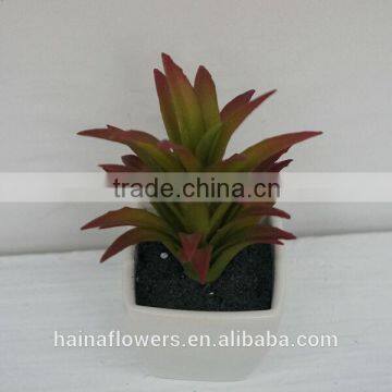 Factory direct selling mini potted succulents plants bonsai/artificial succulents wholesale