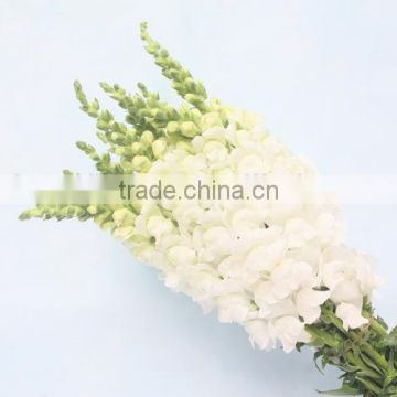 Exquisite hot sale crysanthemum fresh cut flower