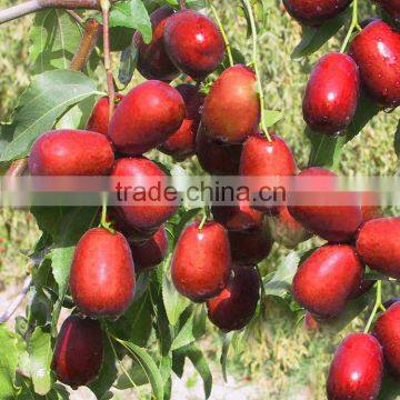 Supply High Quality Sweet Jujube / Chinese Dried Red Dates