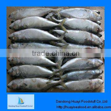 High quality fresh frozen mackerel