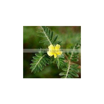 Tribulus Terrestris Powder