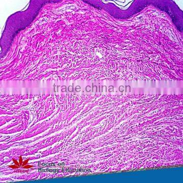Individual Slides You Can Choose Educational Student Histology Microscope Prepared Slides of Epiglottic Cartilage Sagittal Sec photo-5