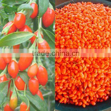 Dried Goji Berry Organic Goji Berries photo-5