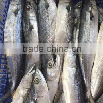 New Catching Good Quality Frozen Fish Spanish Mackerel