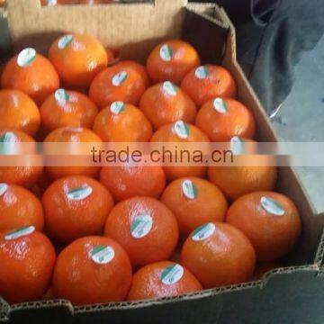 Fresh Oranges , Fresh Fruit and Fresh Oranges Citrus Sweet Mandarin Orange ,