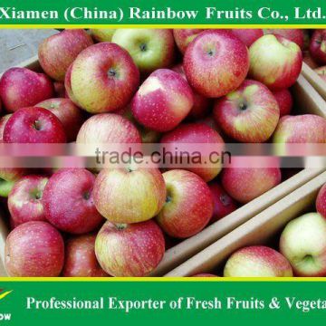 Red apple/Liaoning Jiguan apple