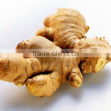 Different size Chinese fresh ginger with mesh bag carton