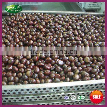 2016 New Crop Chinese Harvesting Supply Fresh Chestnuts