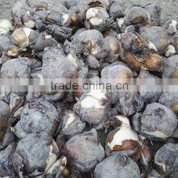 Zhangzhou Narcissus Tazetta Bulbs Daffodil Flower Bulb
