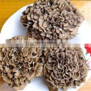 Top Quality Dry Grifola Frondosa