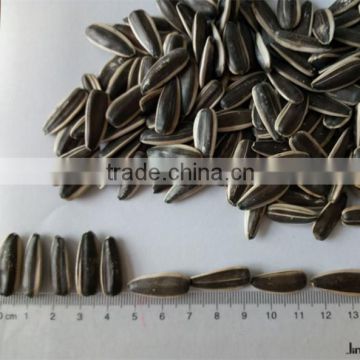 2016 new crop sunflower seeds long shape big size 24/64 type 363 hot sale