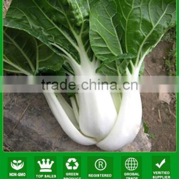 NCC01 Xuema OP quality chinese cabbage seed, baicai seeds