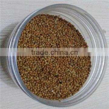 canary bird packets red millet seed