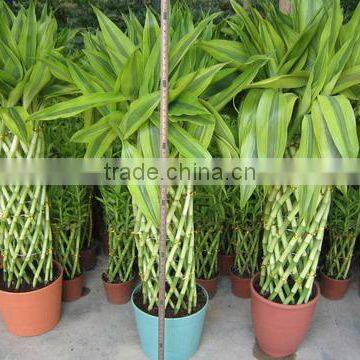 lucky bamboo/ dracaena sanderiana