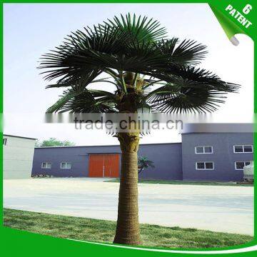 Patented and Customized Date palm Tree for garden decoration