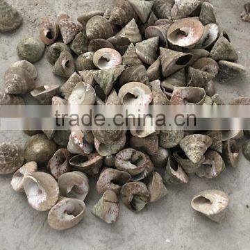 trochus niloticus raw shell material for trocas