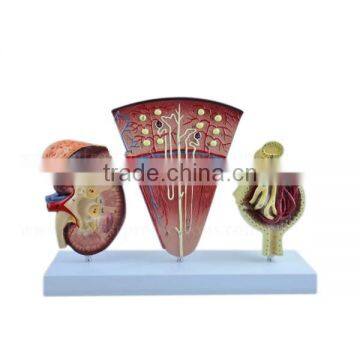 Vivid Medical Human Body Anatomy Model Kidney photo-2
