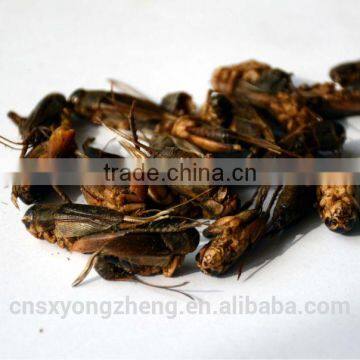 animal feed manufacturer provides straightly dry crickets