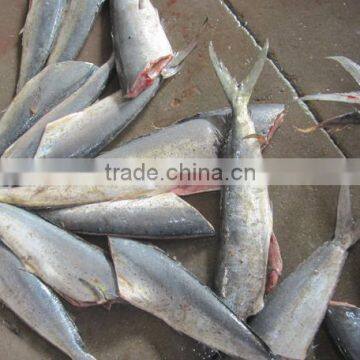 Frozen Mahi Mahi Fish Whole Around (Coryphaena Hippurus) photo-3